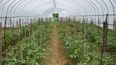 Bhutan farming