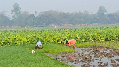farmers in Bangladesh 