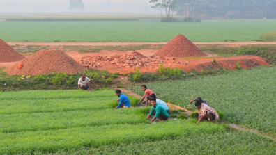 Farmers in Bangladesh