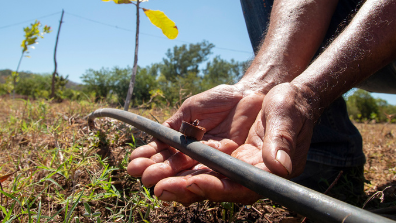 irrigation