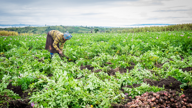 Female farmer in Kenya