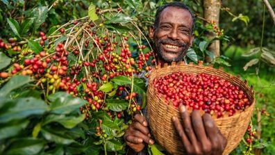 farmer collecting coffee cherries