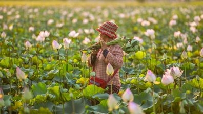 cambodia woman in the field