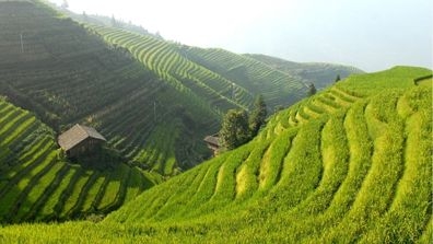 rice fields