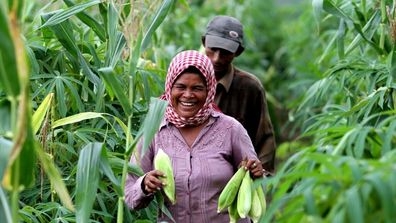 Corn harvest