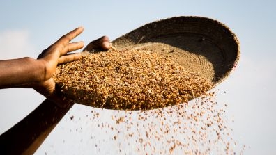 hands and grains