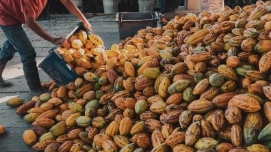 producer with cocoa fruits