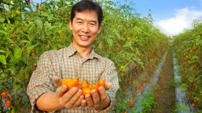 farmer with tomatoes