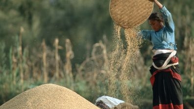 Woman sifting grain in Nepal