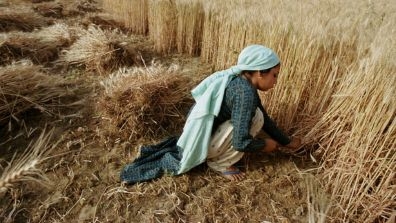 Harvesting crops. Bangladesh. Photo: Scott Wallace / World Bank