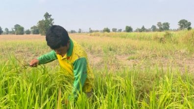 farmer in cambodia