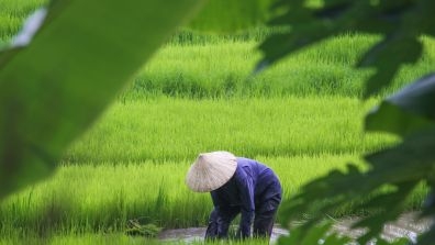asian farmer
