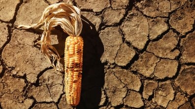 dry maize on a dry soil