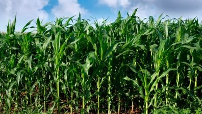 A field of tall, densely packed green corn plants under a partly cloudy sky.