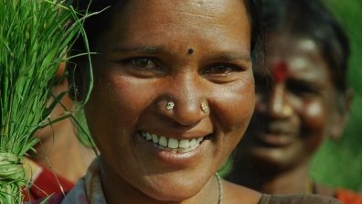 Close-up of a person holding a bundle of green rice seedlings on the left side of the image