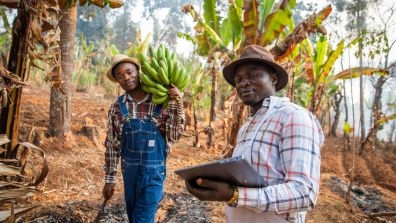 Two individuals in a banana plantation, one carrying a large bunch of bananas over the shoulder and the other holding a tablet. The ground is covered with dry leaves, and banana trees with green foliage surround the scene.