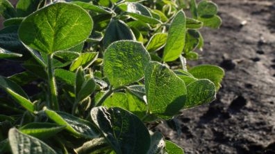 Lush Green Row of Plants in Agricultural Field
