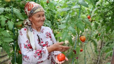 An older person wearing a floral-patterned blouse and a patterned headscarf stands in a greenhouse surrounded by tall tomato plants. They hold a ripe red tomato in one hand while gesturing toward the plant with the other. Several tomatoes at various stages of ripeness hang from the vines around them.