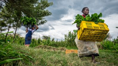 Two people working on a farm under a cloudy sky. One person in the foreground carries a large yellow crate filled with leafy green vegetables, while another in the background carries a bundle of greens on their head. The scene shows tall grass, crops, and trees in a rural setting.