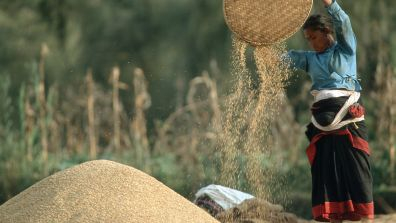 A farmer outdoors pours a large basket of harvested grain into a mound, with golden kernels falling through the air. The individual is dressed in traditional clothing, and the scene is set against a blurred background of vegetation.