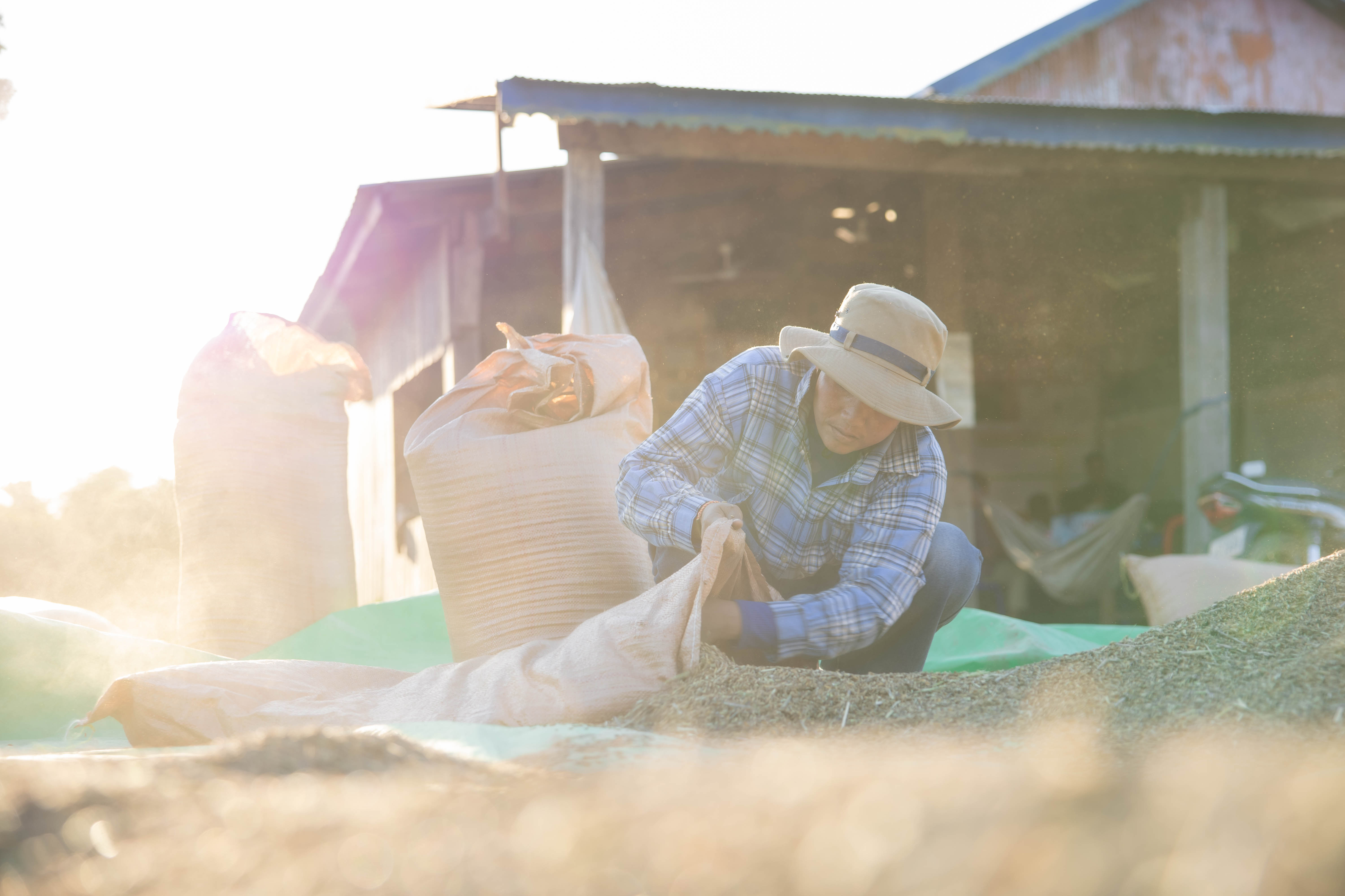 Cambodian farmer storing grain