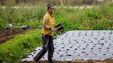 Farmer Working in Central Java Agricultural Fields