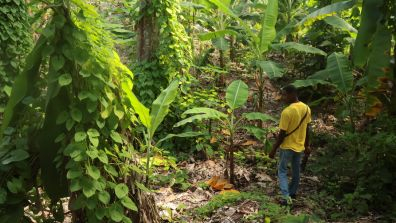 A person walks through a lush tropical agroforestry plot surrounded by banana plants, climbing vines and dense green vegetation. Sunlight filters through the foliage, illuminating a narrow path covered with fallen leaves and organic ground cover. The scene highlights a diverse, forest-like agricultural landscape.  Provide your feedback on BizChat