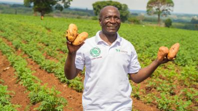 A person standing in a cultivated sweet potato field holds several freshly harvested sweet potatoes in both hands. Rows of green crops stretch into the background, with trees and farmland visible in the distance. The person is wearing a white polo shirt with agricultural organization logos.  Provide your feedback on BizChat