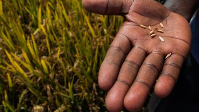Close-up of a hand holding several rice grains in front of a mature rice field. Golden rice stalks fill the blurred background, highlighting a harvest-ready crop and the connection between farmers and food production.