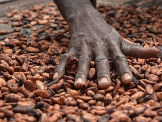 Hand and cocoa 