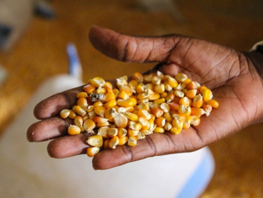Modernizing agricultural value chains 