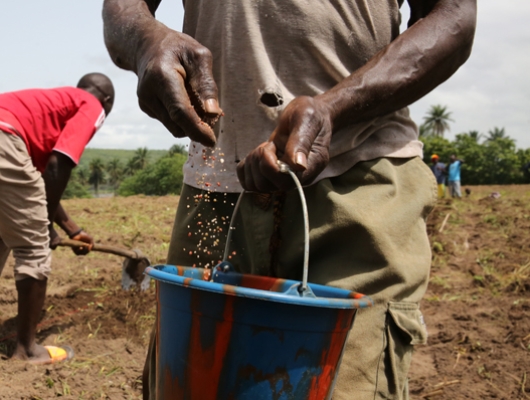 GAFSP Invests in Fertiplant to Boost Agriculture across East Africa