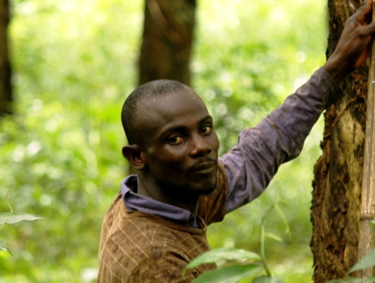 rubber farmer