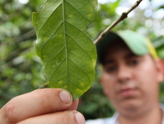 Farmer holding coffee leaf affected by La Roya 