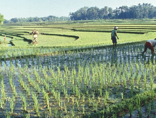 Rice paddy 