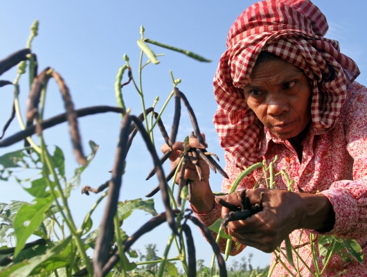 smallholders in Cambodia