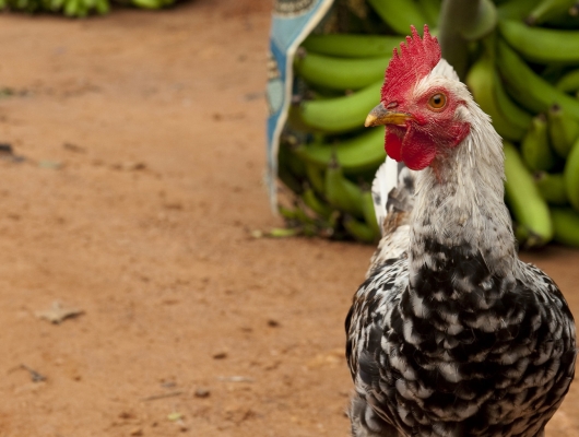 Supporting Agribusiness in Madagascar