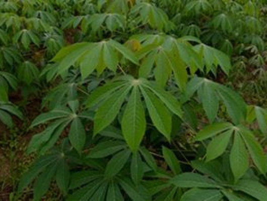 Cassava leaves