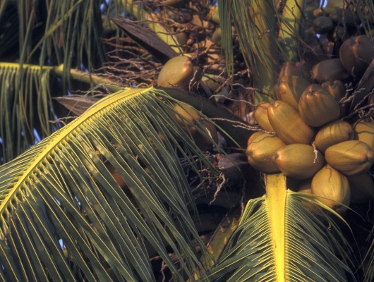 Maldives - Coconut