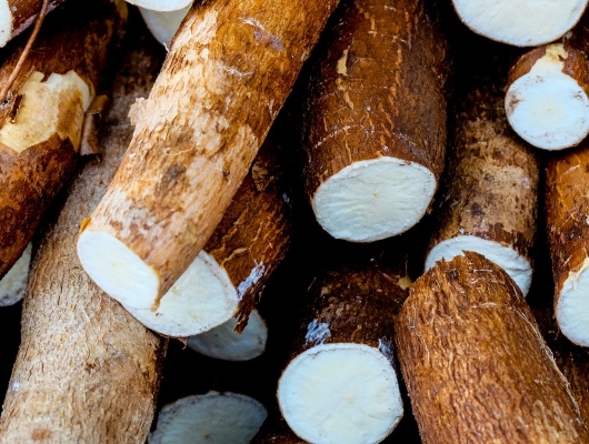 cassava