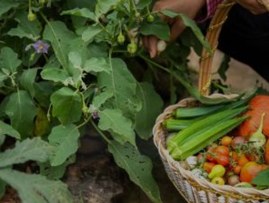 Female harvesting organic vegetables