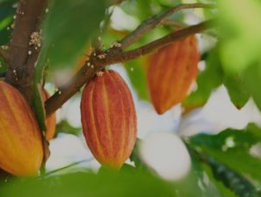 cacao tree