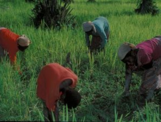 women working on crops