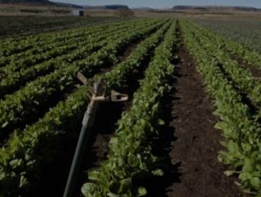 Lesotho crops