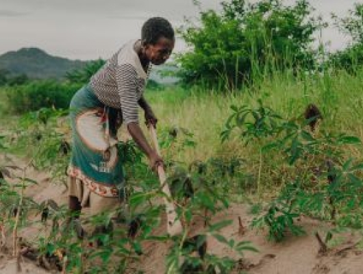 farmer planting manioc in Malawi