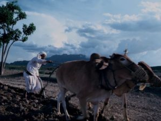 Farmer plowing the fields in Yemen