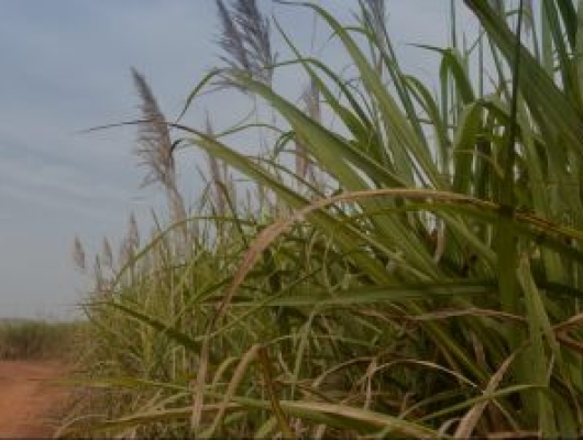 sugar cane burkina faso