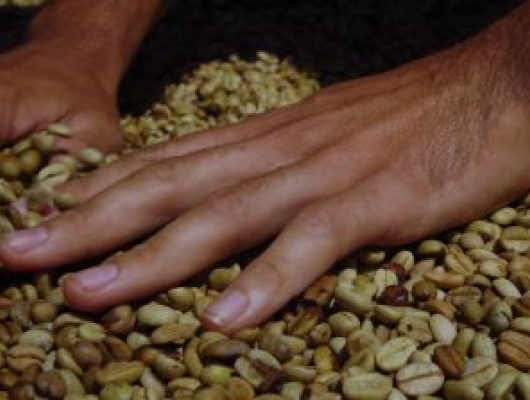 Raw coffee beans and hands, preparation for drying process