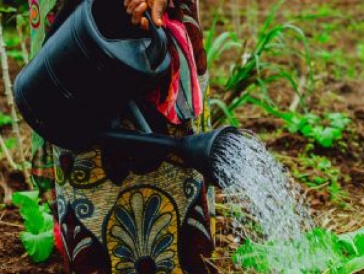 Woman Watering Plants in Tanzanian Farm
