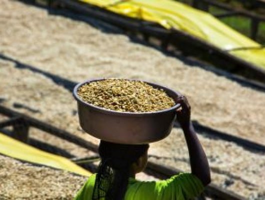 A person carries a basket of freshly harvested coffee beans across raised drying beds at a coffee processing site.